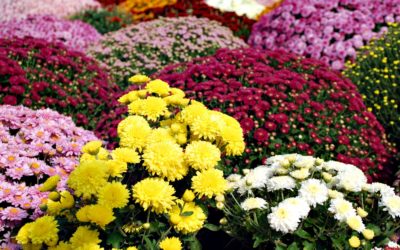 Vente de Chrysanthèmes